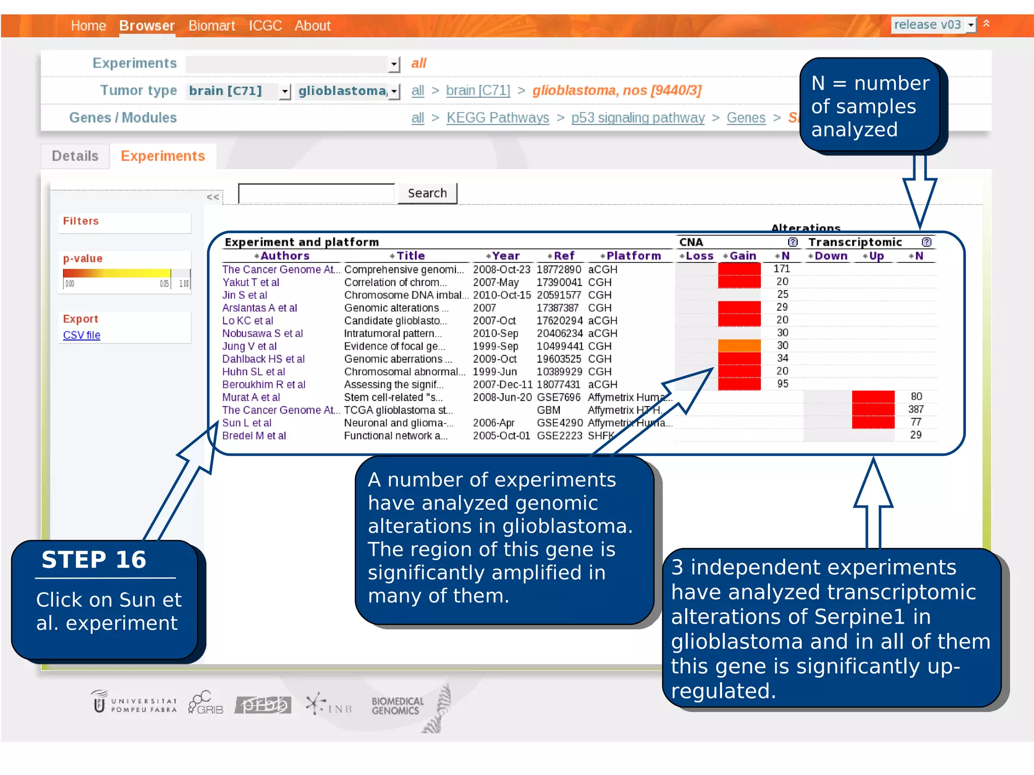 N = number
                                                              of samples
                                                              analyzed




                  A number of experiments
                  have analyzed genomic
                  alterations in glioblastoma.
                  The region of this gene is
STEP 16           significantly amplified in     3 independent experiments
Click on Sun et   many of them.                  have analyzed transcriptomic
al. experiment                                   alterations of Serpine1 in
                                                 glioblastoma and in all of them
                                                 this gene is significantly up-
                                                 regulated.
 
