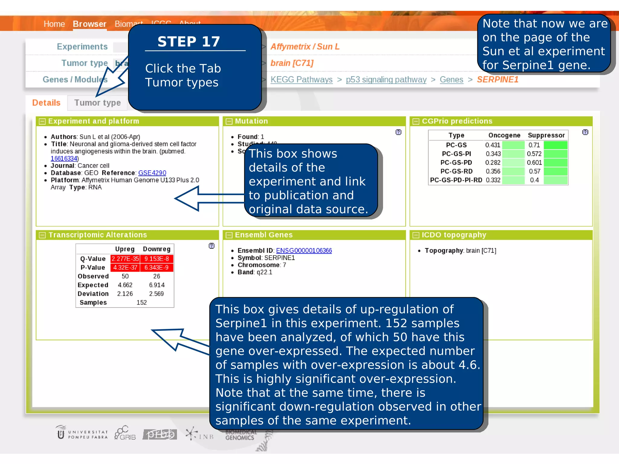 Note that now we are
  STEP 17                                                   on the page of the
                                                            Sun et al experiment
Click the Tab                                               for Serpine1 gene.
Tumor types




                 This box shows
                 details of the
                 experiment and link
                 to publication and
                 original data source.




            This box gives details of up-regulation of
            Serpine1 in this experiment. 152 samples
            have been analyzed, of which 50 have this
            gene over-expressed. The expected number
            of samples with over-expression is about 4.6.
            This is highly significant over-expression.
            Note that at the same time, there is
            significant down-regulation observed in other
            samples of the same experiment.
 