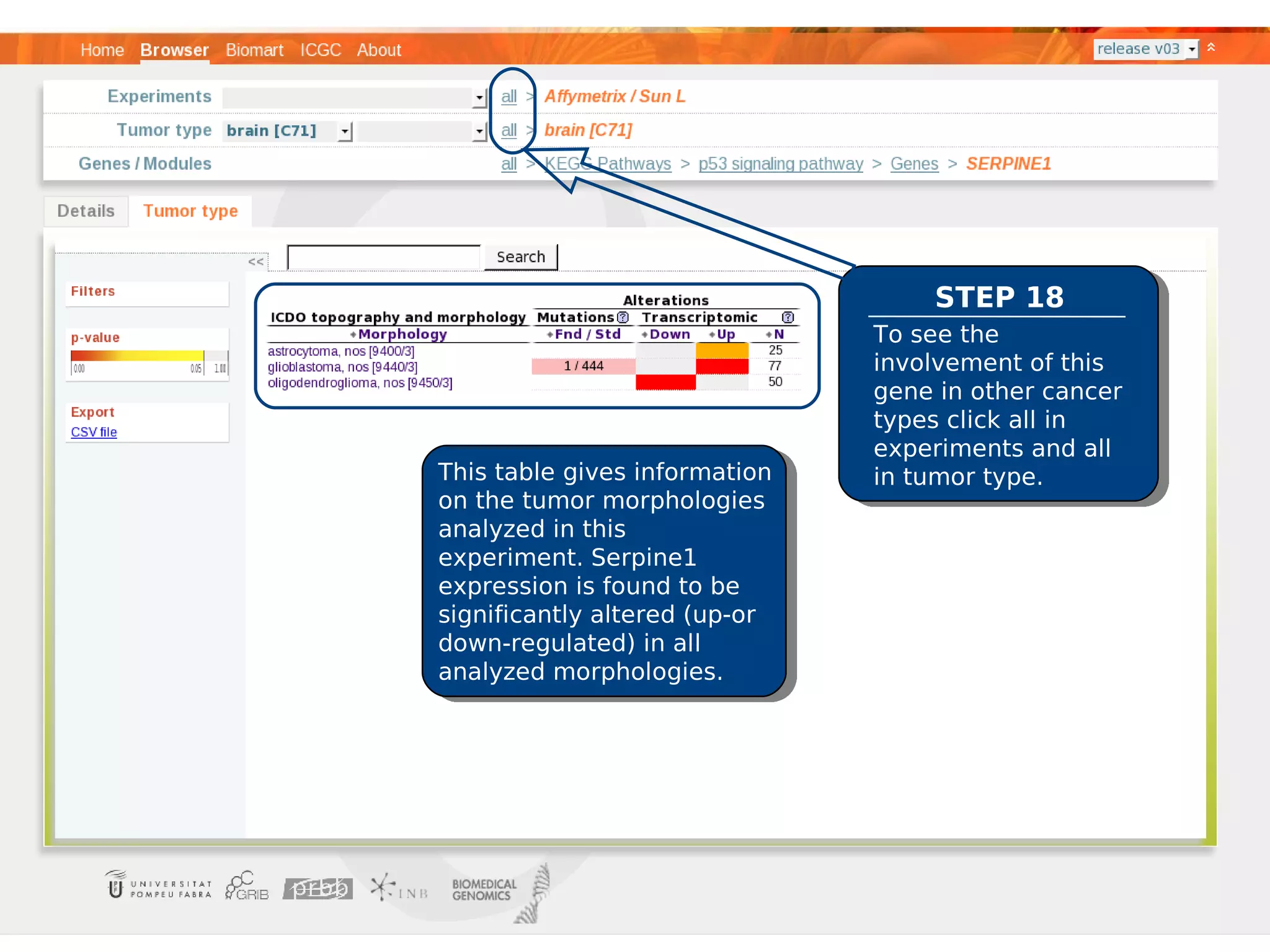 STEP 18
                               To see the
                               involvement of this
                               gene in other cancer
                               types click all in
                               experiments and all
This table gives information   in tumor type.
on the tumor morphologies
analyzed in this
experiment. Serpine1
expression is found to be
significantly altered (up-or
down-regulated) in all
analyzed morphologies.
 