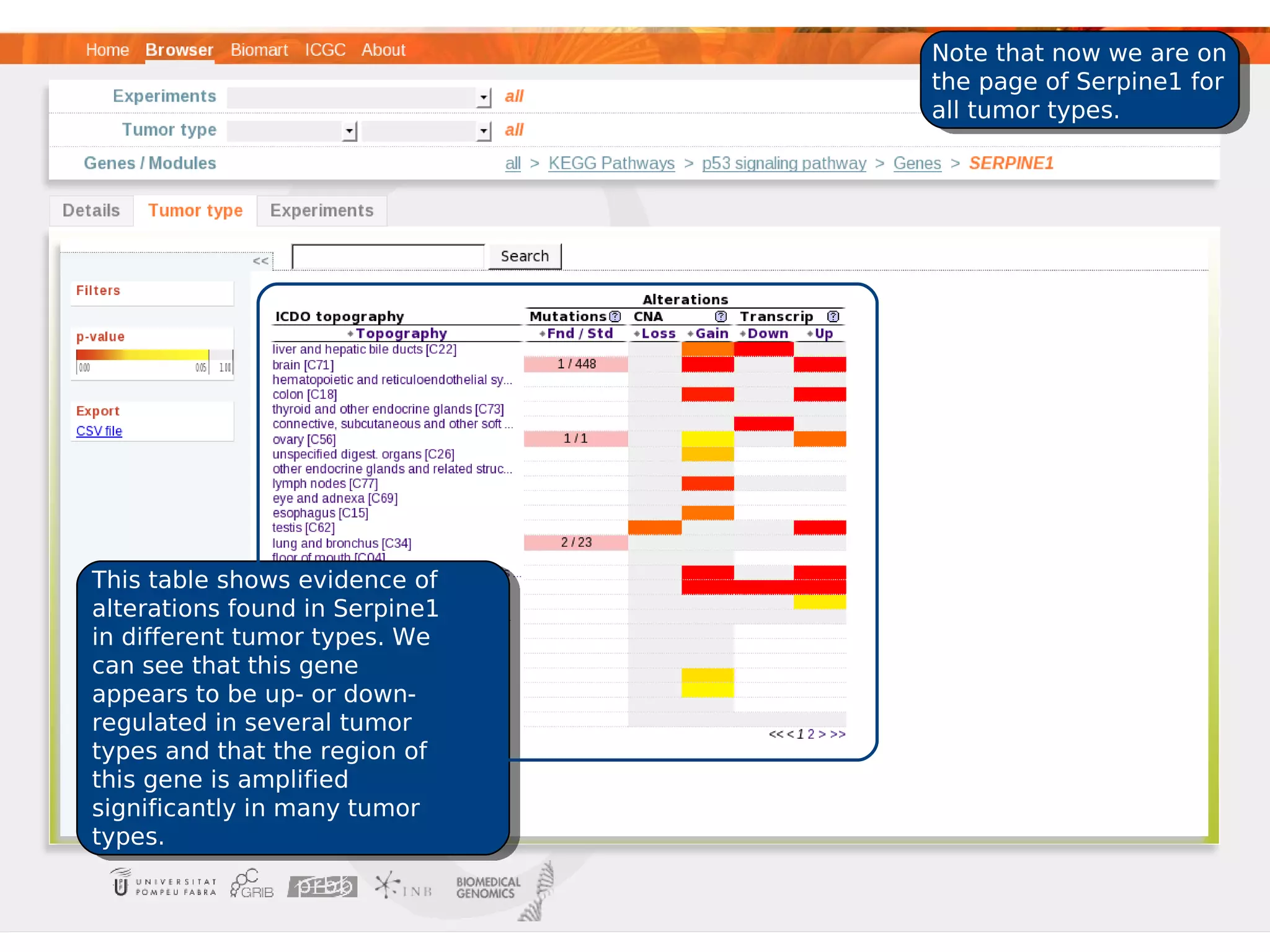 Note that now we are on
                                the page of Serpine1 for
                                all tumor types.




This table shows evidence of
alterations found in Serpine1
in different tumor types. We
can see that this gene
appears to be up- or down-
regulated in several tumor
types and that the region of
this gene is amplified
significantly in many tumor
types.
 