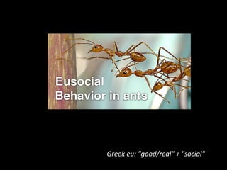 Greek 
eu: 
"good/real" 
+ 
"social" 
 