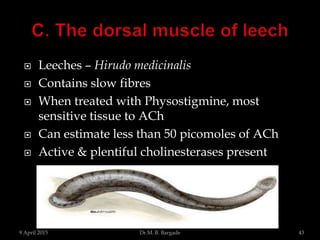  Leeches – Hirudo medicinalis
 Contains slow fibres
 When treated with Physostigmine, most
sensitive tissue to ACh
 Can estimate less than 50 picomoles of ACh
 Active & plentiful cholinesterases present
9 April 2015 43Dr.M. B. Bargade
 