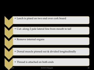 • Leech is pined on two end over cork board
• Cut- along 2 pale lateral line from mouth to tail
• Remove internal organs
• Dorsal muscle pinned out & divided longitudinally
• Thread is attached on both ends
9 April 2015 44Dr.M. B. Bargade
 