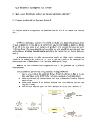 1 – Qual das estirpes é patogénica para os ratos?


2 – Qual (quais) do(s) lote(s) pode(m) ser considerado(s) como controlo?


3 – Explique a sobrevivência dos ratos do lote C.




4 – Procure explicar o surgimento de bactérias vivas do tipo S, no sangue dos ratos do
lote D.




      Griffith não conseguiu explicar o fenómeno. Contudo, uma possível explicação era a
de que as bactérias mortas do tipo S transmitiam alguma informação às bactérias do tipo
R, de tal forma que estas eram capazes de produzir uma cápsula, tornando-se assim
virulentas. Essa informação deveria ser transmitida por uma substância química, que ficou
conhecida por princípio transformante, pelo facto de transformar um tipo de bactérias
noutro.

     A descoberta deste princípio transformante surgiu em 1944, como resultado de
trabalhos de investigação realizados por uma equipa de trabalhos de investigadores
norte-americanos (Oswald Avery, Collin Macleod e Maclyn McCarty).

     Avery e os seus colaboradores suspeitavam que o DNA pudesse ser "o princípio
transformante".

     A equipa liderada por Oswald Avery procedeu da seguinte forma:
        • obteve uma mistura de bactérias de tipo R com bactérias do tipo S mortas
           pelo calor (que, como Griffith tinha verificado, causava a morte dos ratos);
        • tratou uma amostra A dessa mistura com uma protease (enzima que degrada
           as proteínas);
        • tratou uma amostra B da mesma mistura com uma DNAase (enzima que
           degrada o DNA);
        • inoculou dois lotes de ratos, um com a amostra A e outro com a amostra B.
 
