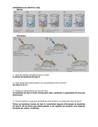 EXPERIÊNCIA DE GRIFFITH (1928)
    Método




     Resultados




1 – Qual das estirpes é patogénica para os ratos?
A estirpe de bactérias do tipo S.


2 – Qual (quais) do(s) lote(s) pode(m) ser considerado(s) como controlo?
Os lotes A, B e C.


3 – Explique a sobrevivência dos ratos do lote C.
As bactérias do tipo S foram mortas pelo calor, perdendo a capacidade de provocar
pneumonia.


4 – Procure explicar o surgimento de bactérias vivas do tipo S, no sangue dos ratos do lote D.
Talvez as bactérias mortas do tipo S, transmitam alguma informação às bactérias
do tipo R, de tal forma que estas passam a ser capazes de produzir uma cápsula,
tornando-se, assim, virulentas.
 
