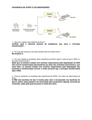 EXPERIÊNCIA DE AVERY E COLABORADORES




1 – Qual era o objetivo dos trabalhos de Avery?
Verificar qual a natureza química da substância, que seria o "princípio
transformante".


2 – Em qual das amostras o princípio transformante se mantém ativo?
Na amostra A.


3 – Em que medida os resultados desta experiência permitem apoiar a ideia de que o DNA é o
"princípio transformante"?
Dado que na amostra tratada com enzimas responsáveis pela degradação do DNA
não ocorria transformação das bactérias (os ratos não contraíam pneumonia) e, por
outro lado, na amostra tratada com enzimas responsáveis pela degradação das
proteínas a transformação ocorria, é então provável que o princípio transformante
seja o DNA.


4 – Procure interpretar os resultados das experiências de Griffith, com base nas observações de
Avery
O DNA das bactérias de tipo S mortas pelo calor é incorporado nas bactérias do
tipo R. Assim, estas passam a ter informação para produzirem cápsula, tornando-se
virulentas, razão pela qual provocam a morte dos ratos.
 