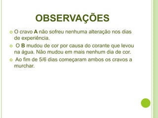 OBSERVAÇÕES
 O cravo A não sofreu nenhuma alteração nos dias
  de experiência.
 O B mudou de cor por causa do corante que levou
  na água. Não mudou em mais nenhum dia de cor.
 Ao fim de 5/6 dias começaram ambos os cravos a
  murchar.
 