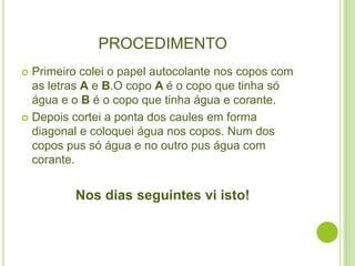 PROCEDIMENTO
 Primeiro colei o papel autocolante nos copos com
  as letras A e B.O copo A é o copo que tinha só
  água e o B é o copo que tinha água e corante.
 Depois cortei a ponta dos caules em forma
  diagonal e coloquei água nos copos. Num dos
  copos pus só água e no outro pus água com
  corante.


         Nos dias seguintes vi isto!
 