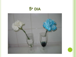 5º DIA
 
