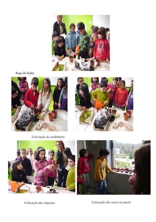 Rega do feijão.




            Colocação da sardinheira




      Colocação das etiquetas          Colocação dos vasos na janela
 