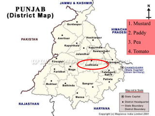 1. Mustard
2. Paddy
3. Pea
4. Tomato
 