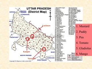 Kanpur
Lucknow
Varanasi
1. Mustard
2. Paddy
3. Pea
4. Tomato
5. Gladiolus
6. Mango
 