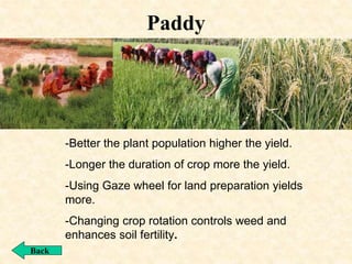 Paddy
Back
-Better the plant population higher the yield.
-Longer the duration of crop more the yield.
-Using Gaze wheel for land preparation yields
more.
-Changing crop rotation controls weed and
enhances soil fertility.
 