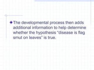 The developmental process then adds 
additional information to help determine 
whether the hypothesis “disease is flag 
smut on leaves” is true. 
 