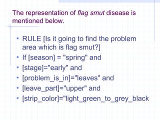 The representation of flag smut disease is 
mentioned below. 
• RULE [Is it going to find the problem 
area which is flag smut?] 
• If [season] = "spring" and 
• [stage]="early" and 
• [problem_is_in]="leaves" and 
• [leave_part]="upper" and 
• [strip_color]="light_green_to_grey_black 
 