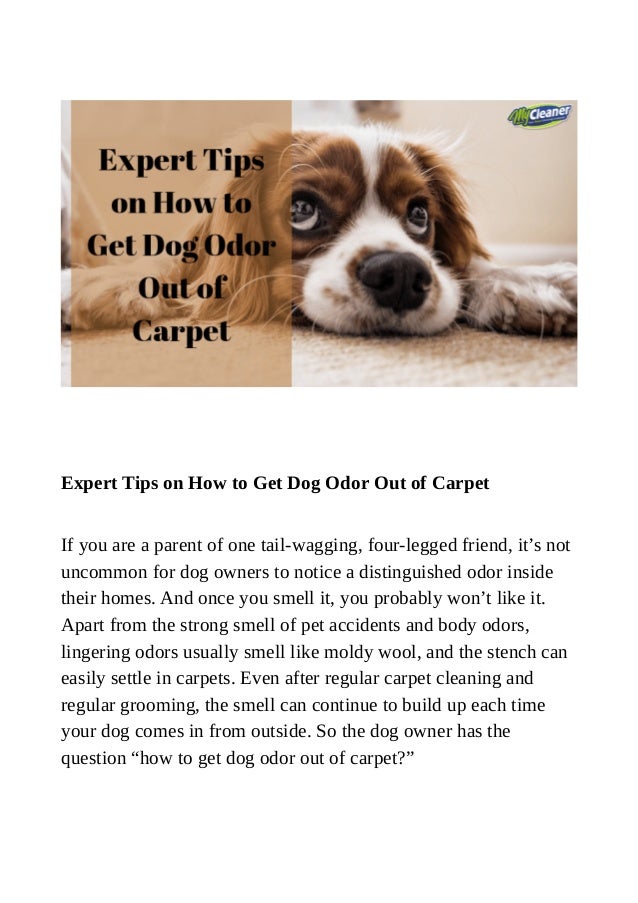 best way to get dog odor out of carpet