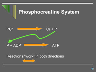 Phosphocreatine System PCr  Cr + P  P + ADP  ATP Reactions “work” in both directions 