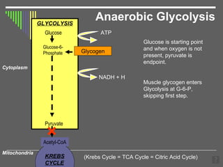 Anaerobic Glycolysis GLYCOLYSIS KREBS  CYCLE Glycogen Cytoplasm Glucose is starting point and when oxygen is not present, pyruvate is endpoint. Muscle glycogen enters Glycolysis at G-6-P, skipping first step. NADH + H Pyruvate Acetyl-CoA Mitochondria (Krebs Cycle = TCA Cycle = Citric Acid Cycle) Glucose Glucose-6-Phosphate ATP × 
