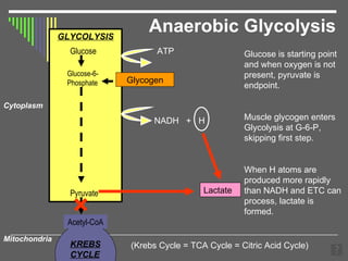 Anaerobic Glycolysis GLYCOLYSIS KREBS  CYCLE Glycogen Cytoplasm Glucose is starting point and when oxygen is not present, pyruvate is endpoint. Muscle glycogen enters Glycolysis at G-6-P, skipping first step. When H atoms are produced more rapidly than NADH and ETC can process, lactate is formed. NADH  +  H Pyruvate Acetyl-CoA Mitochondria (Krebs Cycle = TCA Cycle = Citric Acid Cycle) Glucose Glucose-6-Phosphate ATP × Lactate 