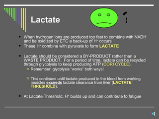 Lactate When hydrogen ions are produced too fast to combine with NADH and be oxidized by ETC a back-up of H +  occurs These H +  combine with pyruvate to form  LACTATE Lactate should be considered a BY-PRODUCT rather than a WASTE PRODUCT.  For a period of time, lactate can be recycled through glycolysis to keep producing ATP ( CORI CYCLE ). Remember: glycolysis “works” both ways! This continues until lactate produced in the blood from working muscles  exceeds  lactate clearance from liver ( LACTATE THRESHOLD ).  At Lactate Threshold, H +  builds up and can contribute to fatigue ? 