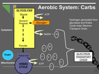 Aerobic System: Carbs GLYCOLYSIS KREBS  CYCLE Glycogen Cytoplasm NADH  +  H Pyruvate Acetyl-CoA Mitochondria Glucose Glucose-6-Phosphate ATP Oxygen H H H H H H H ATP Hydrogen generated from glycolysis and Krebs Cycle enter Electron Transport Chain. ELECTRON TRANSPORT CHAIN 