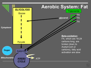 Aerobic System: Fat GLYCOLYSIS KREBS  CYCLE Cytoplasm Pyruvate Acetyl-CoA Mitochondria Glucose Oxygen ATP E FA FA FA glycerol Triglyceride Beta-oxidation :  FA, which are 16-24 carbons long, are broken down to Acetyl-CoA (2 carbons), fatty acid activation are slow 