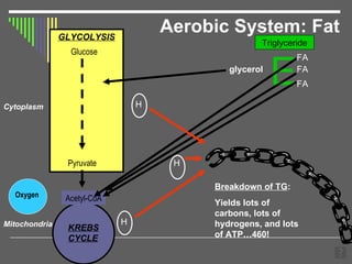 Aerobic System: Fat GLYCOLYSIS KREBS  CYCLE Cytoplasm Pyruvate Acetyl-CoA Mitochondria Glucose Oxygen E FA FA FA glycerol Triglyceride Breakdown of TG : Yields lots of carbons, lots of hydrogens, and lots of ATP…460! H H H 