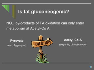 Is fat gluconeogenic? NO…by-products of FA oxidation can only enter  metabolism at Acetyl-Co A Pyruvate (end of glycolysis) Acetyl-Co A (beginning of Krebs cycle) 