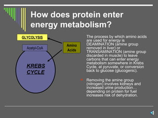 How does protein enter energy metabolism? The process by which amino acids are used for energy is DEAMINATION (amine group removed in liver) or TRANSAMINATION (amine group discarded in muscle) to leave carbons that can enter energy metabolism somewhere in Krebs Cycle, at pyruvate, or conversion back to glucose (glucogenic).  Removing the amine group (nitrogen) involves kidneys and increased urine production…depending on protein for fuel increases risk of dehydration. KREBS  CYCLE GLYCOLYSIS Acetyl-CoA Amino Acids 