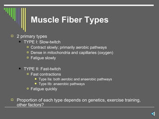 Muscle Fiber Types 2 primary types TYPE I: Slow-twitch Contract slowly; primarily aerobic pathways Dense in mitochondria and capillaries (oxygen) Fatigue slowly TYPE II: Fast-twitch Fast contractions Type IIa: both aerobic and anaerobic pathways Type IIb: anaerobic pathways Fatigue quickly Proportion of each type depends on genetics, exercise training, other factors? 