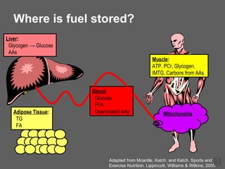 Where is fuel stored? Adapted from Mcardle, Katch, and Katch. Sports and Exercise Nutrition. Lippincott, Williams & Wilkins, 2005 Muscle : ATP, PCr, Glycogen, IMTG, Carbons from AAs Mitochondria Liver : Glycogen  -> Glucose AAs Blood : Glucose FFA Deaminated AAs Adipose Tissue : TG FA 