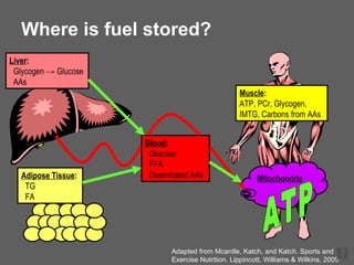 Where is fuel stored? Adapted from Mcardle, Katch, and Katch. Sports and Exercise Nutrition. Lippincott, Williams & Wilkins, 2005 Muscle : ATP, PCr, Glycogen, IMTG, Carbons from AAs Mitochondria Liver : Glycogen  -> Glucose AAs Blood : Glucose FFA Deaminated AAs Adipose Tissue : TG FA ATP 