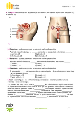 6www.raizeditora.pt
Exploratório - 9.º ano
6. Na figura 6 encontra-se uma representação esquemática dos sistemas reprodutores masculino (A)
e feminino (B).
6.1 Seleciona a opção que completa corretamente a afirmação seguinte.
A gónada masculina designa-se _______ e encontra-se representada pelo número _______.
(A) pénis (...) 3 (C) pénis (...) 5
(B) testículo (...) 5 (D) testículo (...) 3
6.1 Seleciona a opção que completa corretamente a afirmação seguinte.
A gónada feminina designa-se _______ e encontra-se representada pelo número _______.
(A) ovário (...) 7 (C) útero (...) 7
(B) ovário (...) 8 (D) útero (...) 8
6.1 Seleciona a opção que completa corretamente a afirmação seguinte.
O processo de _______ consiste na união do espermatozoide e do ovócito e ocorre na estrutura
representada pelo número _______.
(A) fecundação (...) 8 (C) nidação (...) 8
(B) pela célula (...) 6 (D) nidação (...) 6
6.4 Com base na figura e nos conhecimentos que tens sobre o sistema reprodutor humano,
completa o texto que se segue.
«As gónadas têm como função produzir ____________. No caso do sistema reprodutor masculino,
os espermatozoides são misturados com um muco que lhes garante a sobrevivência. Esse muco é
produzido por duas glândulas anexas, a ____________, indicada pelo número 2, e pelas vesículas
seminais, indicadas pelo número ____________. Através de um canal designado ____________,
representado pelo número ____________, o esperma é eliminado para o exterior, podendo ser
libertado na ____________ da mulher, indicada na figura com o número ____________. Da união
do espermatozoide com o ovócito resulta o ____________, a primeira célula do novo ser.»
A B
7
6
8
9
1
2
3
4
5
Fig. 6
 