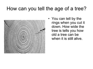How can you tell the age of a tree? You can tell by the rings when you cut it down. How wide the tree is tells you how old a tree can be when it is still alive.  