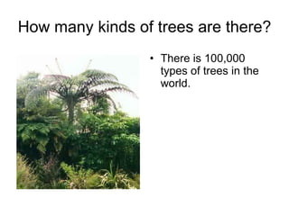 How many kinds of trees are there? There is 100,000 types of trees in the world. 