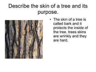 Describe the skin of a tree and its purpose. The skin of a tree is called bark and it protects the inside of the tree. trees skins are wrinkly and they are hard. 