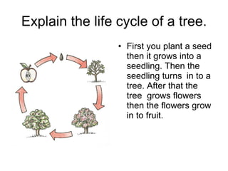 Explain the life cycle of a tree. <ul><li>First you plant a seed then it grows into a seedling. Then the seedling turns in...
