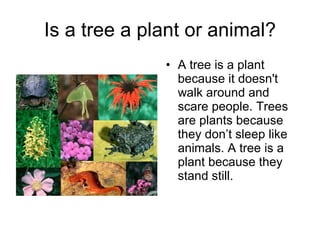Is a tree a plant or animal? <ul><li>A tree is a plant because it doesn't walk around and scare people. Trees are plants b...