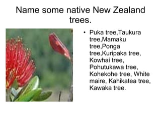 Name some native New Zealand trees. <ul><li>Puka tree,Taukura tree,Mamaku tree,Ponga tree,Kuripaka tree, Kowhai tree, Pohu...