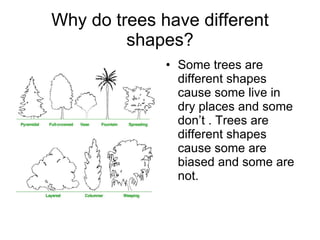 Why do trees have different shapes? <ul><li>Some trees are different shapes cause some live in dry places and some don’t ....