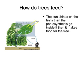 How do trees feed? <ul><li>The sun shines on the leafs then the photosynthesis go inside it then it makes food for the tre...