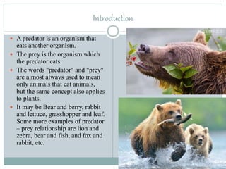 Introduction
 A predator is an organism that
eats another organism.
 The prey is the organism which
the predator eats.
 The words "predator" and "prey"
are almost always used to mean
only animals that eat animals,
but the same concept also applies
to plants.
 It may be Bear and berry, rabbit
and lettuce, grasshopper and leaf.
Some more examples of predator
– prey relationship are lion and
zebra, bear and fish, and fox and
rabbit, etc.
 