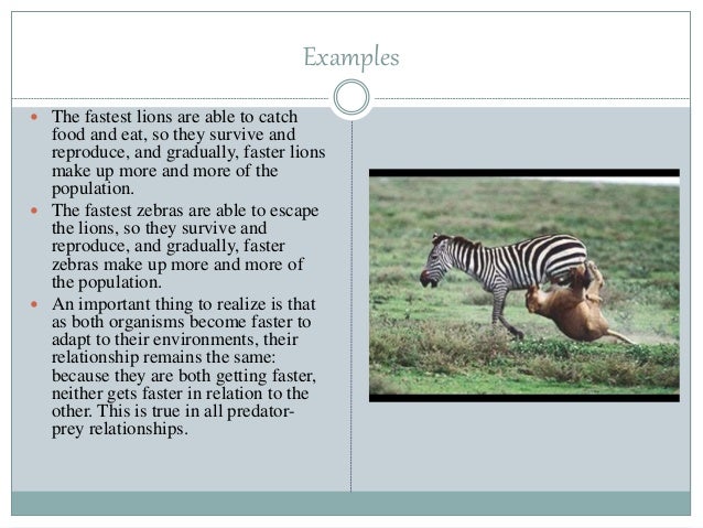 which of the following is not an example of a predator-prey relationship