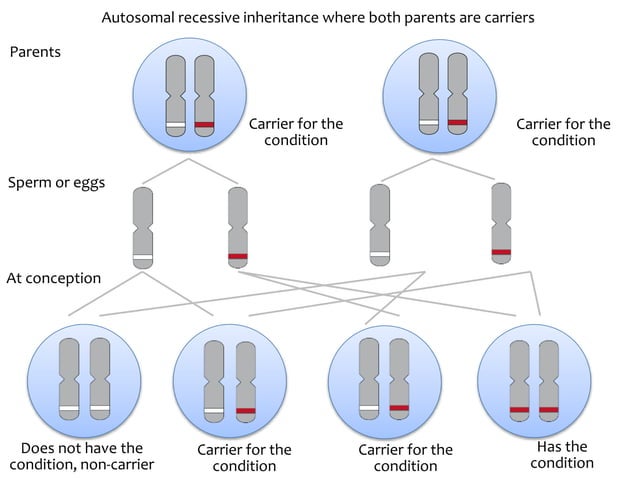 Explanation of autosomal recessive inheritance