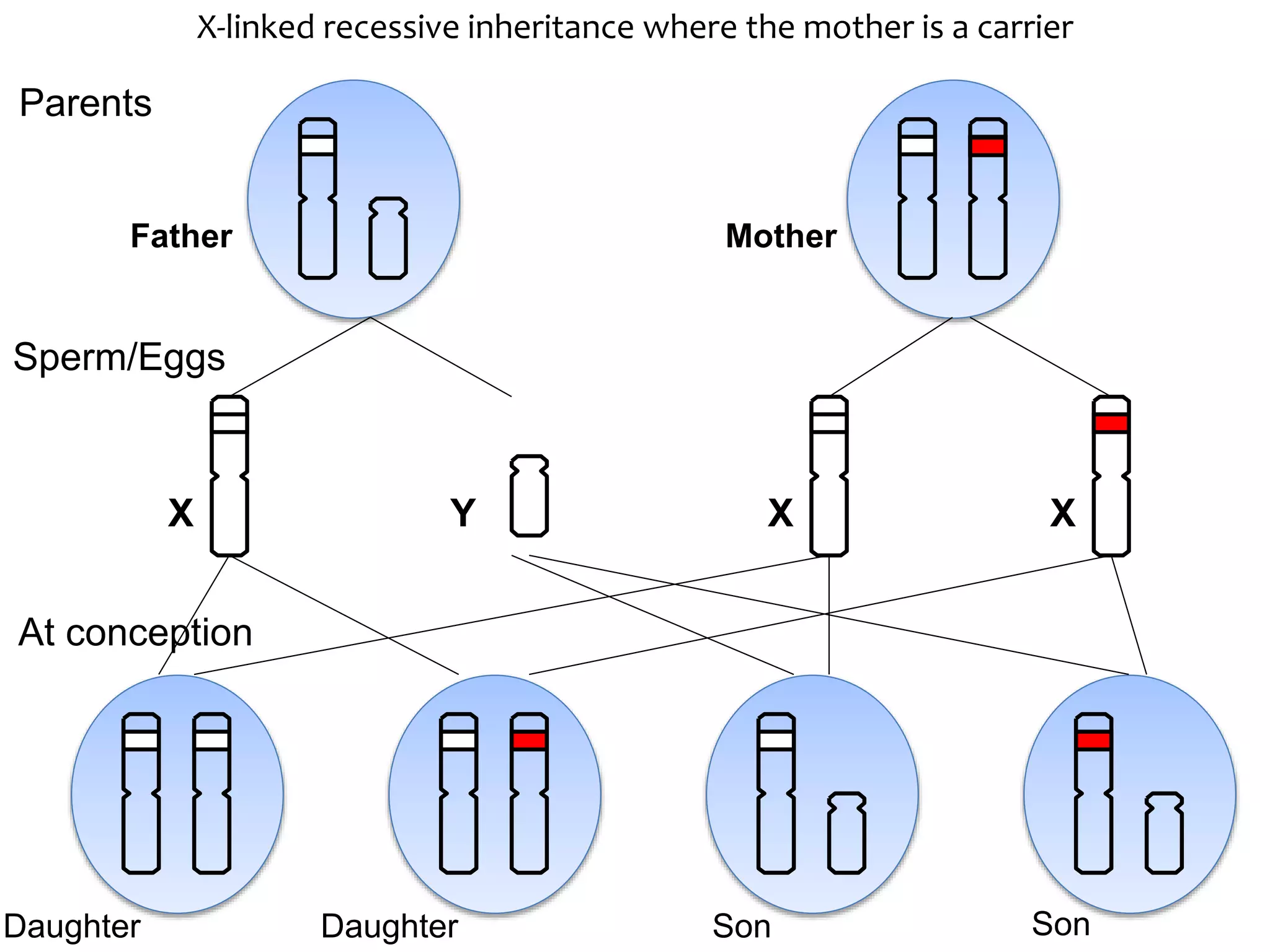 Explanation of X-Linked inheritance | PPTX | Infertility | Reproductive ...
