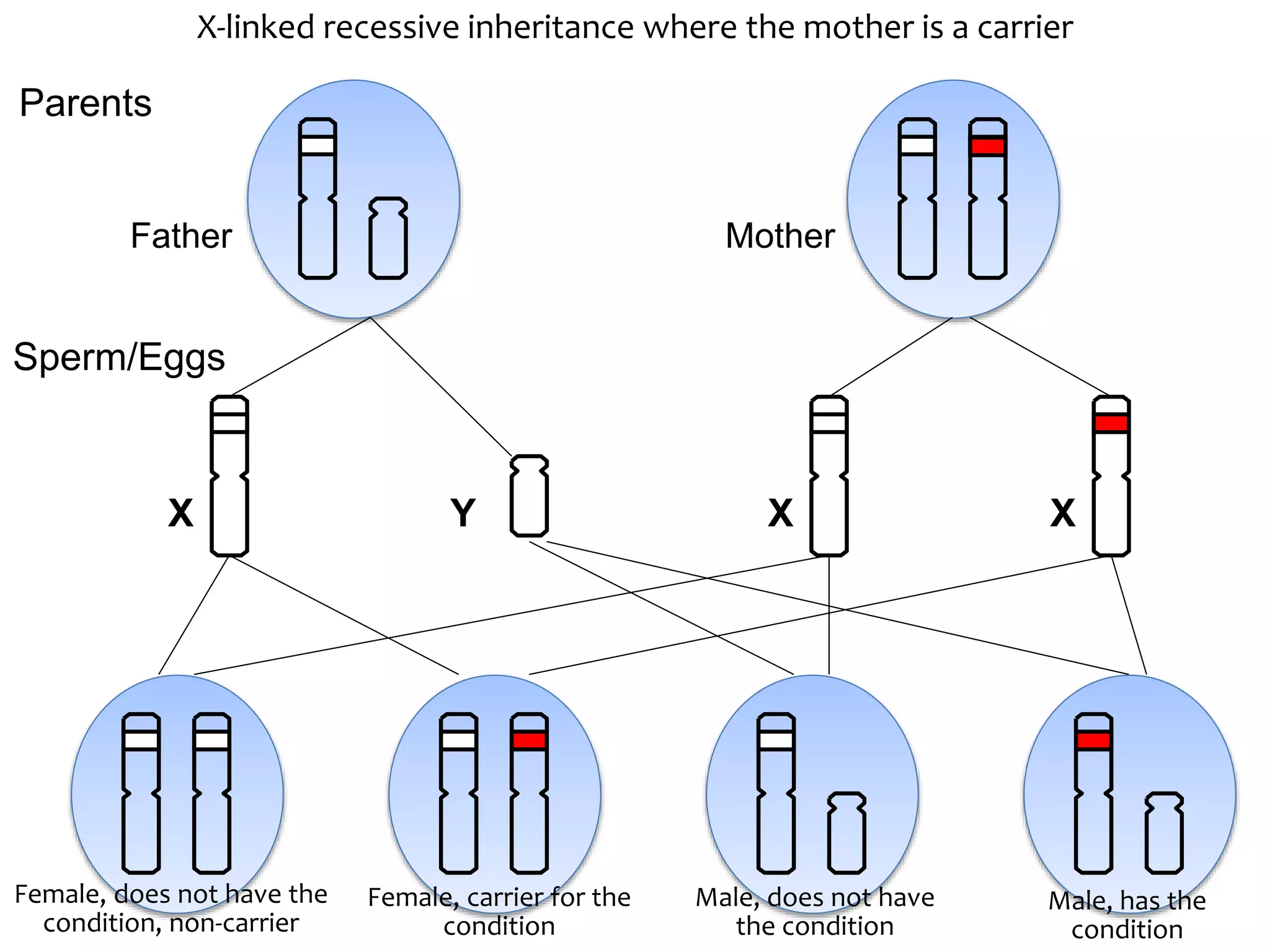 Explanation of X-Linked inheritance | PPTX | Infertility | Reproductive ...