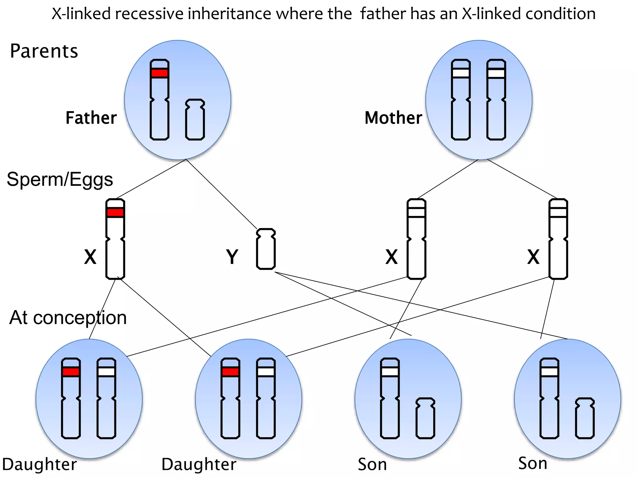 Explanation of X-Linked inheritance | PPTX | Infertility | Reproductive ...