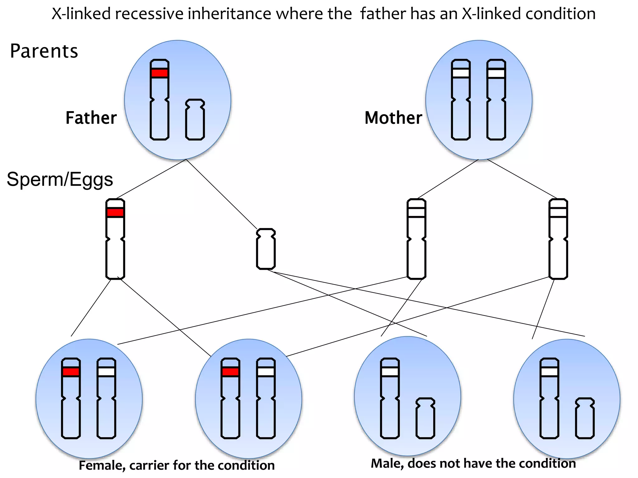 Explanation of X-Linked inheritance | PPTX