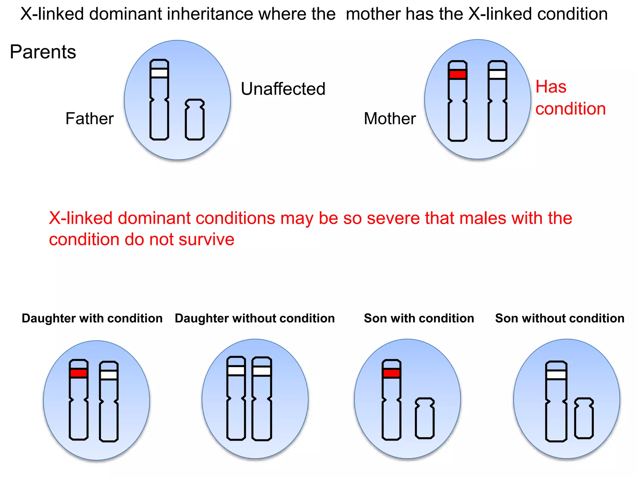 Explanation of X-Linked inheritance | PPTX | Infertility | Reproductive ...