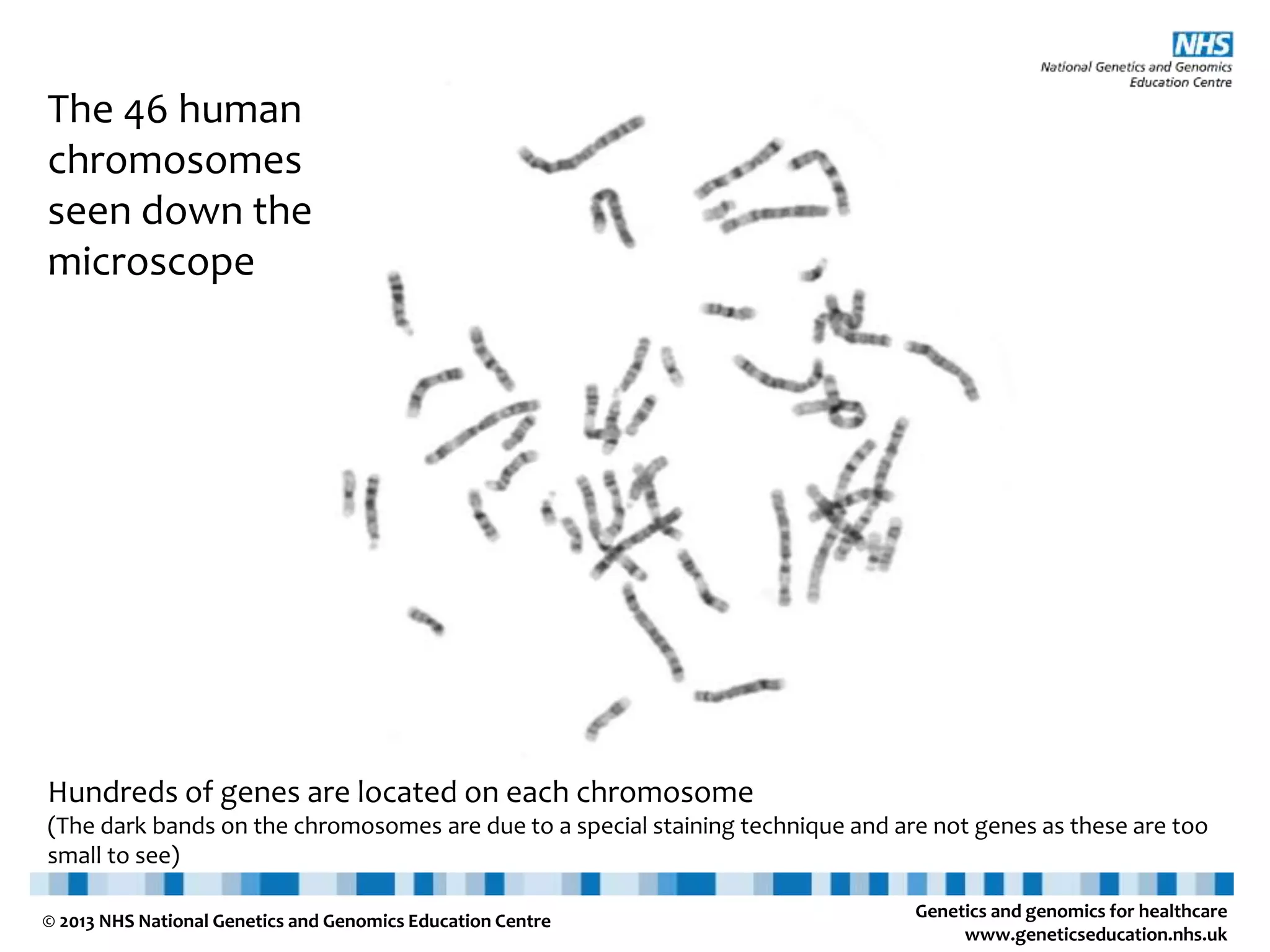 Genetics and genomics for healthcare www.geneticseducation.nhs.uk © 2013 NHS National Genetics and Genomics Education Centre Hundreds of genes are located on each chromosome (The dark bands on the chromosomes are due to a special staining technique and are not genes as these are too small to see) The 46 human chromosomes seen down the microscope 